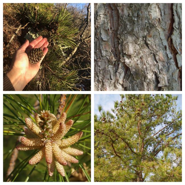 Tree Seed Photo Challenge Week Two Great Barrington Land Conservancy